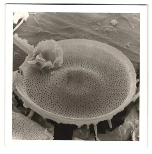Fotografie Fossile Algen / Plankton, Makrofotografie - Mikrofotografie