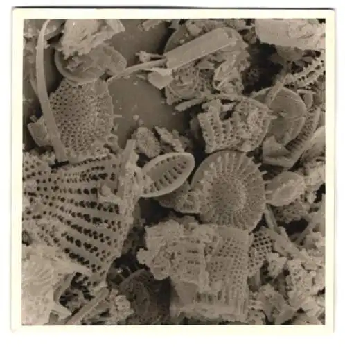 Fotografie Fossilien von verschiedenen Algen, Plankton und anderen Kleinstlebewesen, Makrofotografie / Mikrofotografie