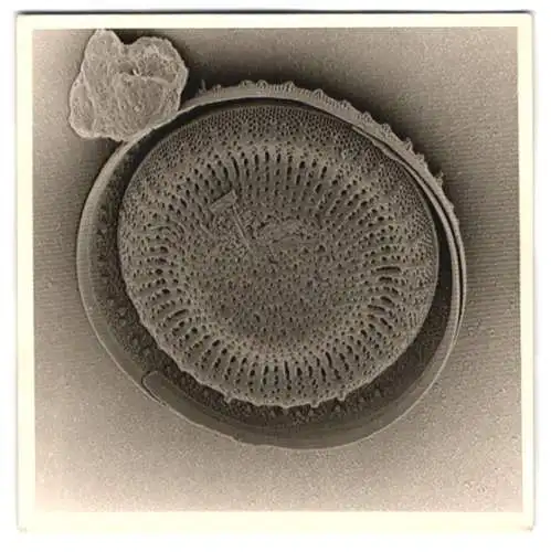 Fotografie Fossil einer Alge, Makrofotografie / Mikrofotografie