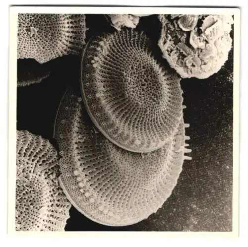 Fotografie Fossilien von Algen, Makrofotografie / Mikrofotografie