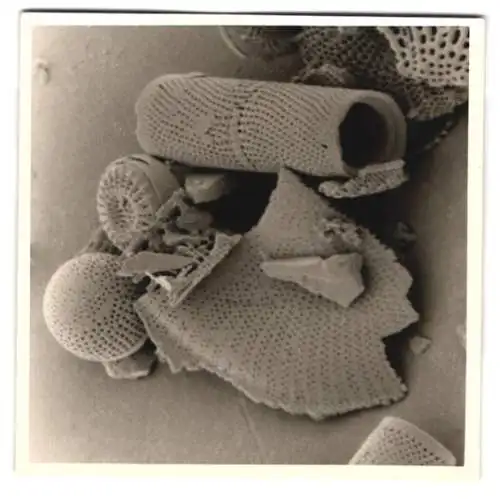 Fotografie Fossilien verschiedener Algen, Makrofotografie / Mikrofotografie