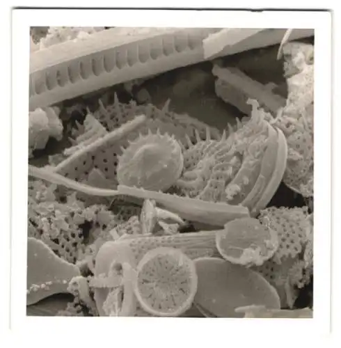 Fotografie Fossile Algen & andere Kleinstlebewesen, Makrofotografie / Mikrofotografie