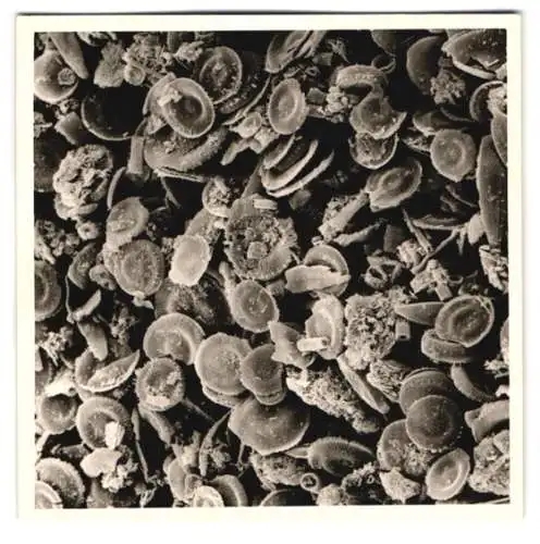 Fotografie Ansammlung vieler verschiedener fossiler Kleinstlebewesen (Algen-Plankton), Makrofotografie / Mikrofotografie