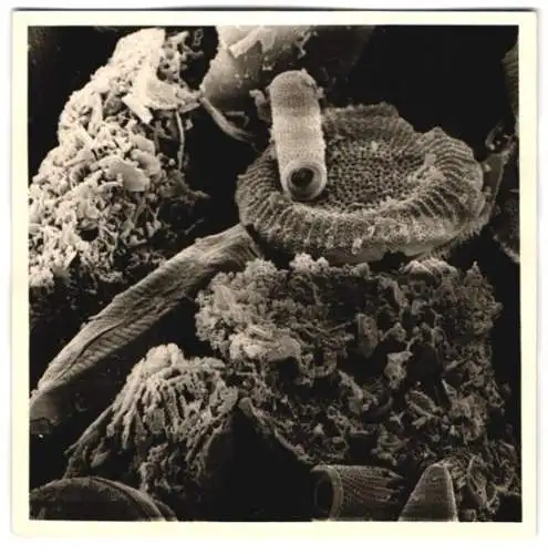 Fotografie Nahaufnahme fossiler Algen, Schwämme, Plankton etc., Makrofotografie / Mikrofotografie