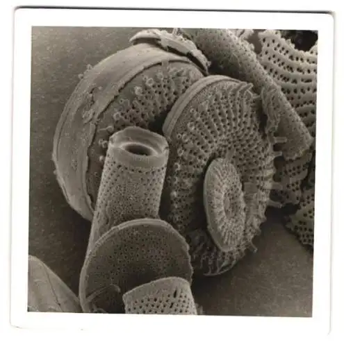 Fotografie Nahaufnahme versteinerter fossiler Algen, Makrofotografie / Mikrofotografie