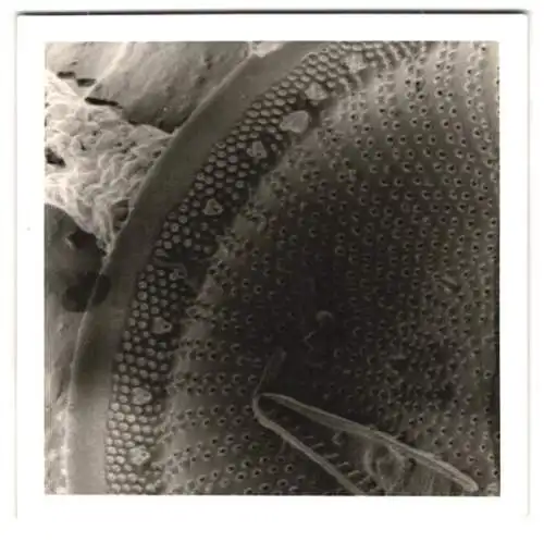 Fotografie Fossil - Nahaufnahme, Abschnitt einer versteinerten Alge, Makrofotografie / Mikrofotografie
