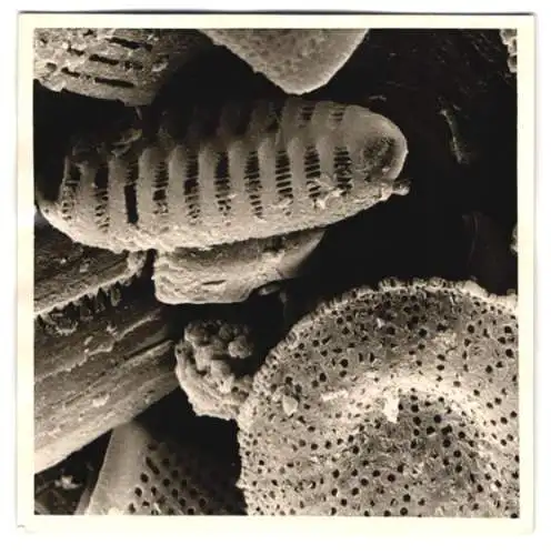 Fotografie Fossile Kleinstlebewesen, versteinerte Algen, Makrofotografie / Mikrofotografie