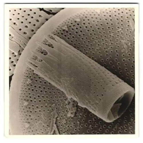 Fotografie Bildausschnitt Oberflächenstruktur einer fossilen Alge / Plankton, Makrofotografie / Mikrofotografie