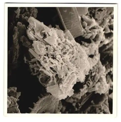 Fotografie Überreste fossiler Kleinstlebewesen Algen - Plankton, Makrofotografie / Mikrofotografie