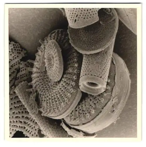 Fotografie Fossile Algen - Kieselalgen, Makrofotografie / Mikrofotografie