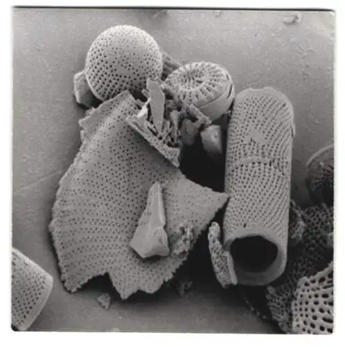 Fotografie Bruchstücke und intakte fossile Algen / Plankton, Makrofotografie / Mikrofotografie