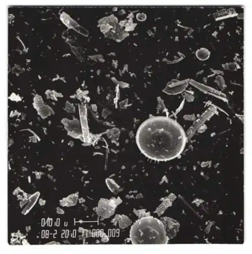 Fotografie Fossile Algen und Phytoplankton, Makrofotografie / Mikrofotografie