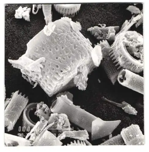 Fotografie verschiedene fossile Kieselalgen Diatomeen, Makrofotografie / Mikrofotografie