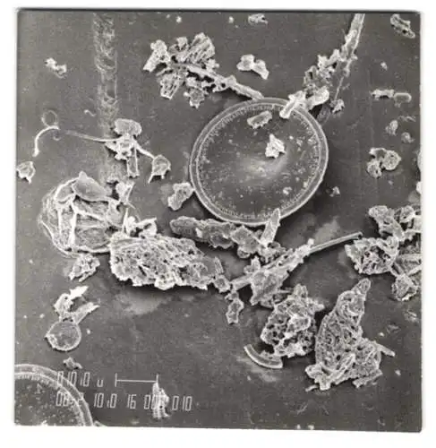 Fotografie fossile Kieselalgen Diatomeen, Makrofotografie / Mikrofotografie