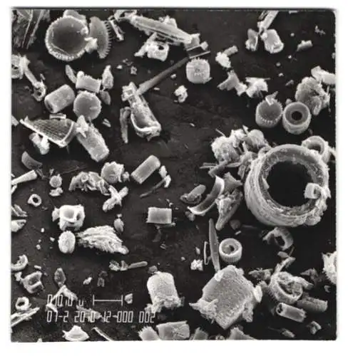 Fotografie Ansammlung fossiler Kieselalgen Diatomeen, Makrofotografie / Mikrofotografie