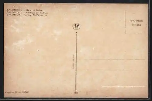 AK Salonique, Attelage de Buffles