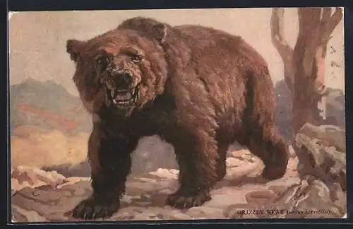 AK Zähnefletschender Grizzly in freier Wildbahn