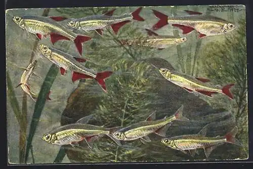 AK Aphyocharax rubripinnis Pappenh., Rotflossensalmler, Fische