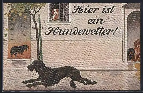 AK Pudel läuft durch den Regen, Hundewetter