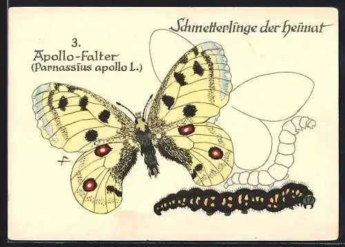 AK Schmetterling der Art Apollo-Falter mit Raupenform