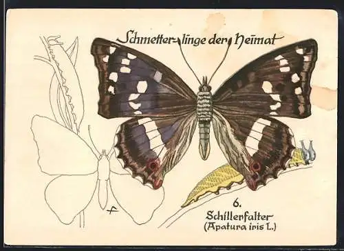 AK Schmetterling der Art Schillerfalter mit Raupenform