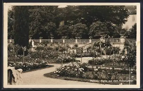 AK Insel Mainau, Partie aus dem Rosengarten