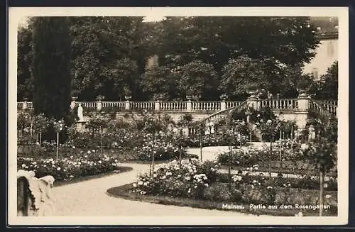 AK Insel Mainau, Partie aus dem Rosengarten