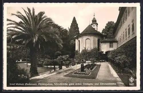AK Insel Mainau, Blick auf Schlosskirche mit Phönixpalme