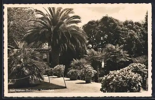 AK Mainau /Bodensee, Palmenhain