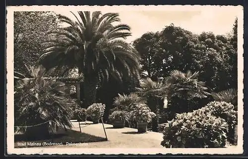 AK Mainau /Bodensee, Palmenhain