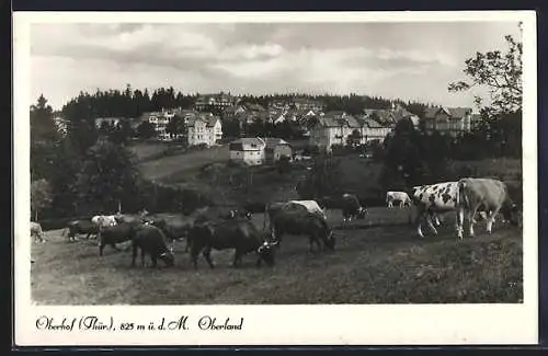 AK Oberhof /Th., Oberland, Ortsansicht mit weidenden Kühen