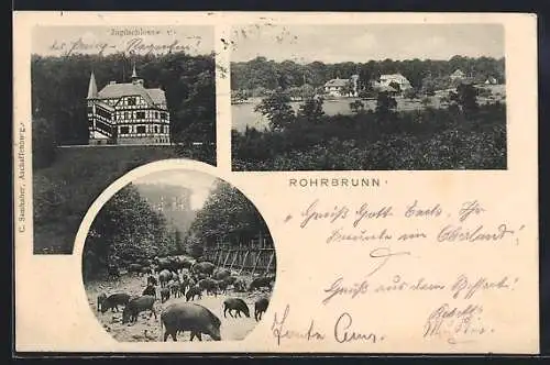 AK Rohrbrunn / Spessart, Jagdschloss, Teilansicht, Wildschwein-Fütterung