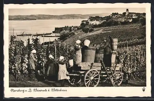 AK Meersburg, Weinernte beim Wetterkreuz