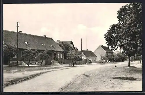 AK Schönfeld /Krs. Havelberg, Dorfstrasse mit Bäumen