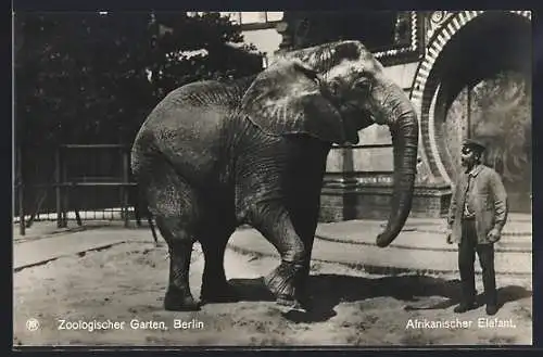 AK Berlin, Afrikanischer Elefant mit Wärter im Zoologischen Garten