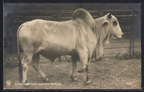 AK Berlin, Zebu im Freigehege, Zoologischer Garten