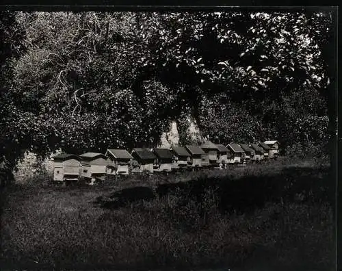 Fotografie unbekannter Fotograf und Ort, Blick auf die Bienenstöcke / Imkerkästen, Imker, Bienenzucht