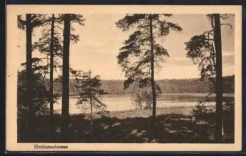 AK Grünheide / Mark, Heidereutersee mit märkischem Kiefernwald