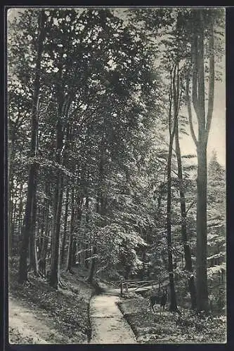 AK Cappenberg, Waldweg im Frühling