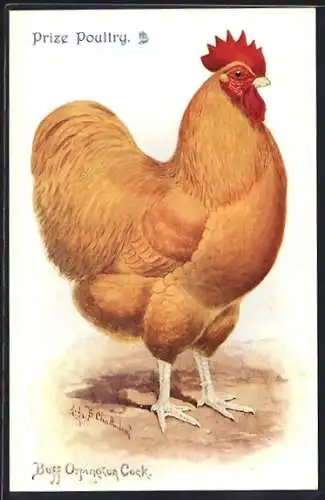 Künstler-AK Buff Orpington Cock