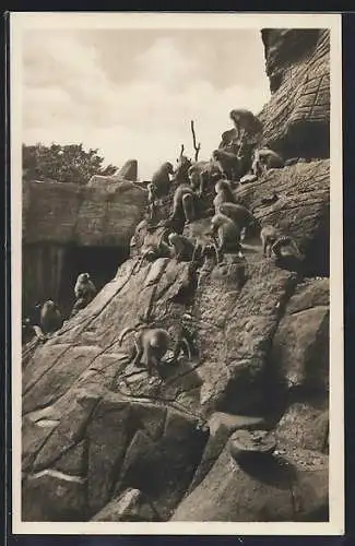 AK Affenfelsen, Mantelpaviane in Hagenbeck`s Tierpark
