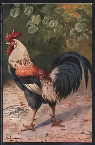 Künstler-AK Alfred Schönian: Stolzer Hahn mit buntem Gefieder