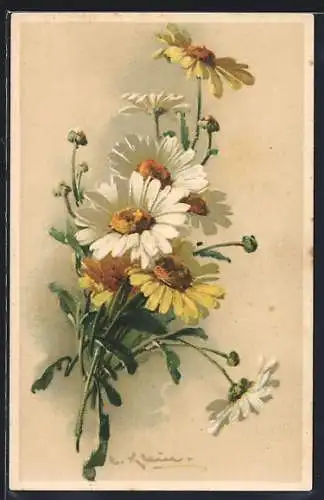 Künstler-AK Catharina Klein: Margeriten