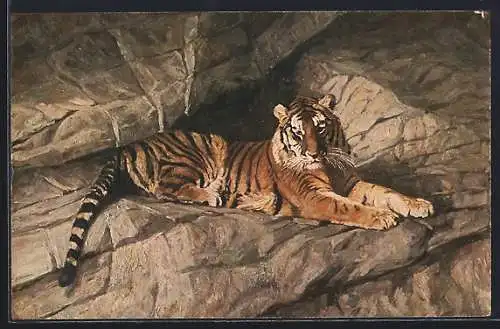 AK Hamburg-Stellingen, Carl Hagenbeck's Tierpark, Tiger am Felsen