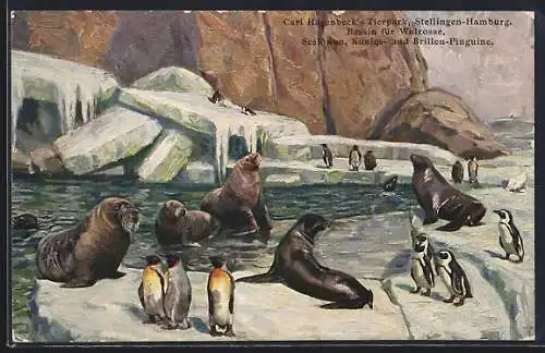 AK Hagenbeck`s Tierpark, Hamburg-Stellingen, Bassin für Walrosse, Seelöwen, Königs- und Brillen-Pinguine