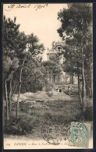 AK Cayeux, Dans la Forêt de Sapins