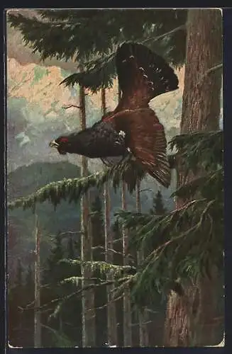 Künstler-AK Auerhahn auf einem Baum in den Bergen