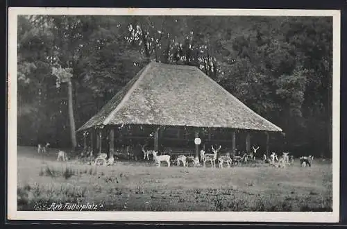 AK Bad Homburg v. d. H., Wald-Cafe Hirschgarten, am Futterplatz