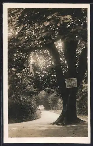 AK Lázne Bohdanec, Partie im Park
