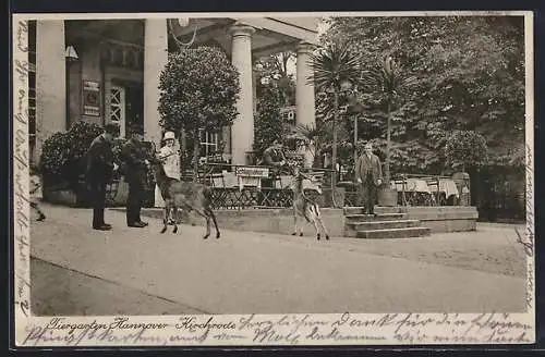 AK Hannover-Kirchrode, Café Tiergarten, Besucher füttern Rehe